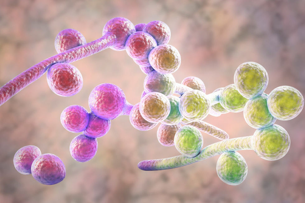 CSIR-Centre for Cellular and Molecular Biology Uncovers the Metabolic Switch Behind Deadly Fungal Infections