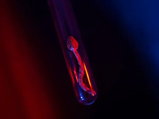 Oregon’s Psilocybin Program: First Data Reveals Trends and Challenges