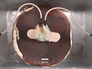From Forest Floor to Circuit Boards: The Potential of Mycelium-Bound Composites in Analogue Computing Systems