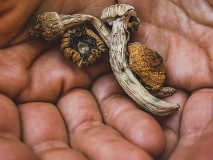 Hypha Laboratories Reveals New Patent Applications for Novel Artificial Intelligence Driven In-Home Mycelium Production