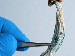Optimi Health Corp. Granted License to Export Psilocybin and MDMA Drugs to Australia