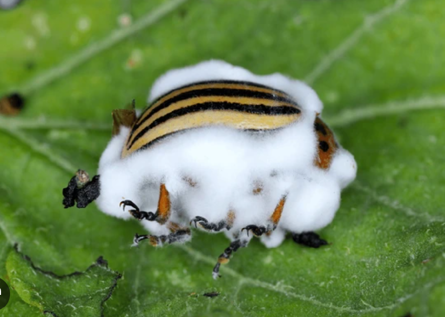 Entomopathogenic Fungi Are Reshaping Pest Control: lmproving Kill Rates while Reducing Chemical Inputs.