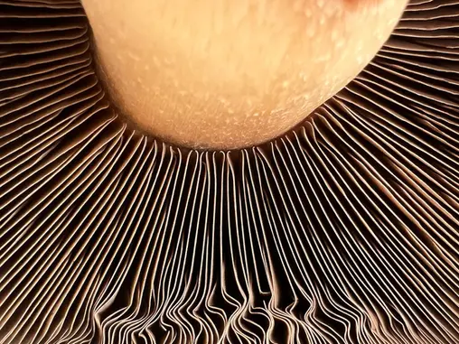 Using Fungi to Create the World's First Biosynthesized Battery