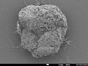 Revolutionizing Cheese: Myconeos Unveils Groundbreaking Natural Breeding of Penicillium camemberti