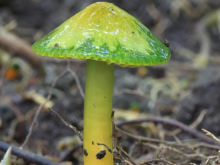 From Chernobyl to the International Space Station: Can fungi provide an effective radiation screen for Mars Colonization?