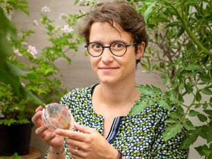 MycoPhyto: Mycorrhizal Fungi Increase Fruits, Vegetables, and Grain Productivity