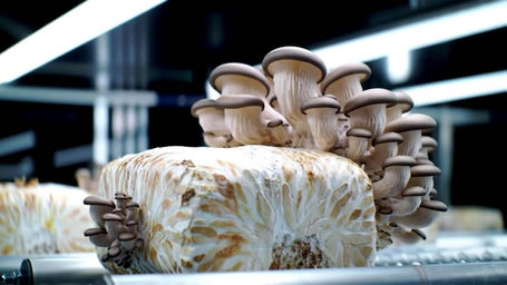 MushComb's Answers to Mushroom Farming's Biggest Cost Problem