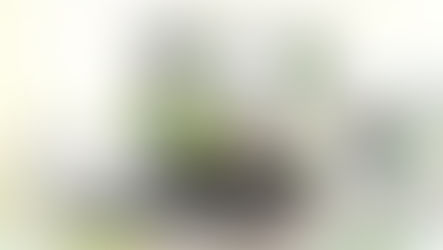 5 erreurs fatales à éviter lors de la conception de votre plan paysager