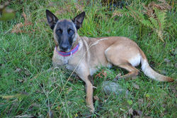 201510 Ecosse (67).JPG