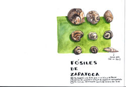 Fósiles de caracoles