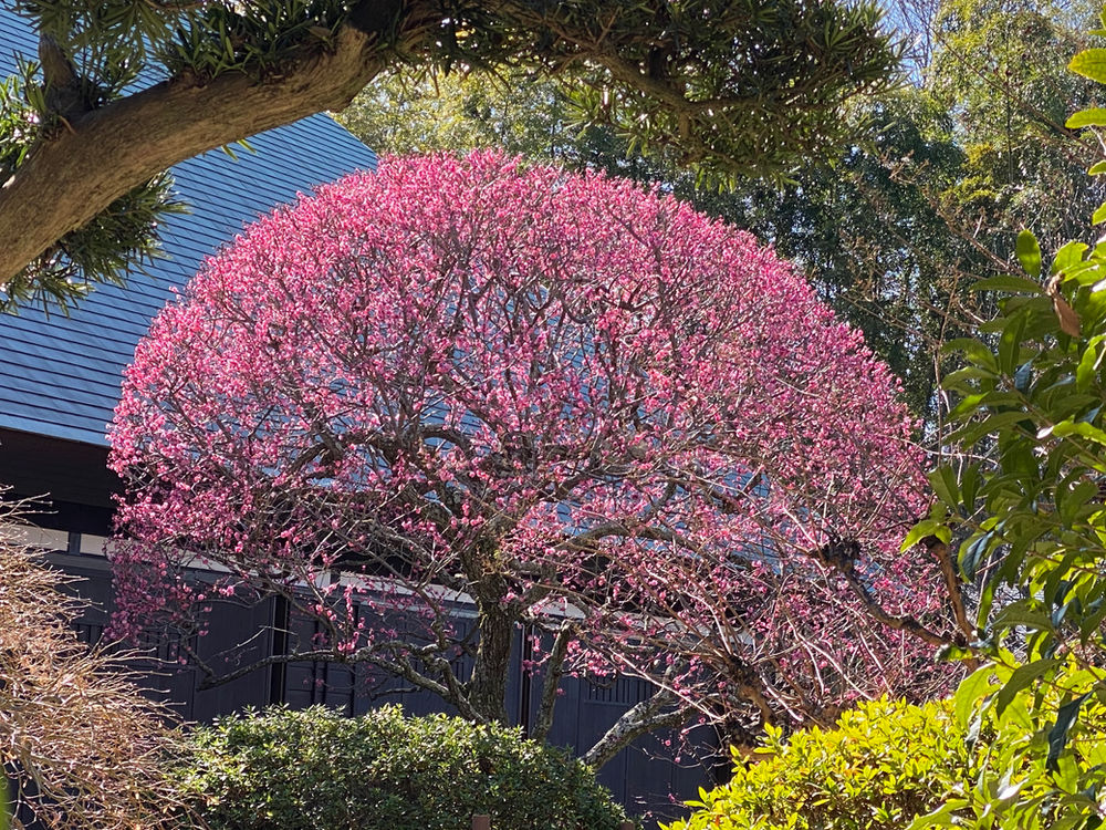 花の季節