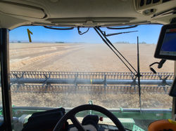 Wheat Crop