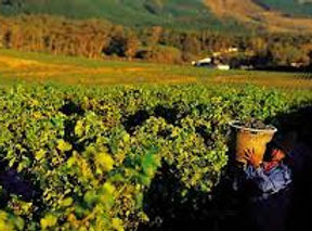 steenberg.jpeg