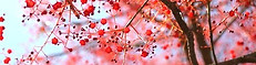 Art Therapy Springwood Beauty Forgiveness Healing Flame Tree_edited.jpg