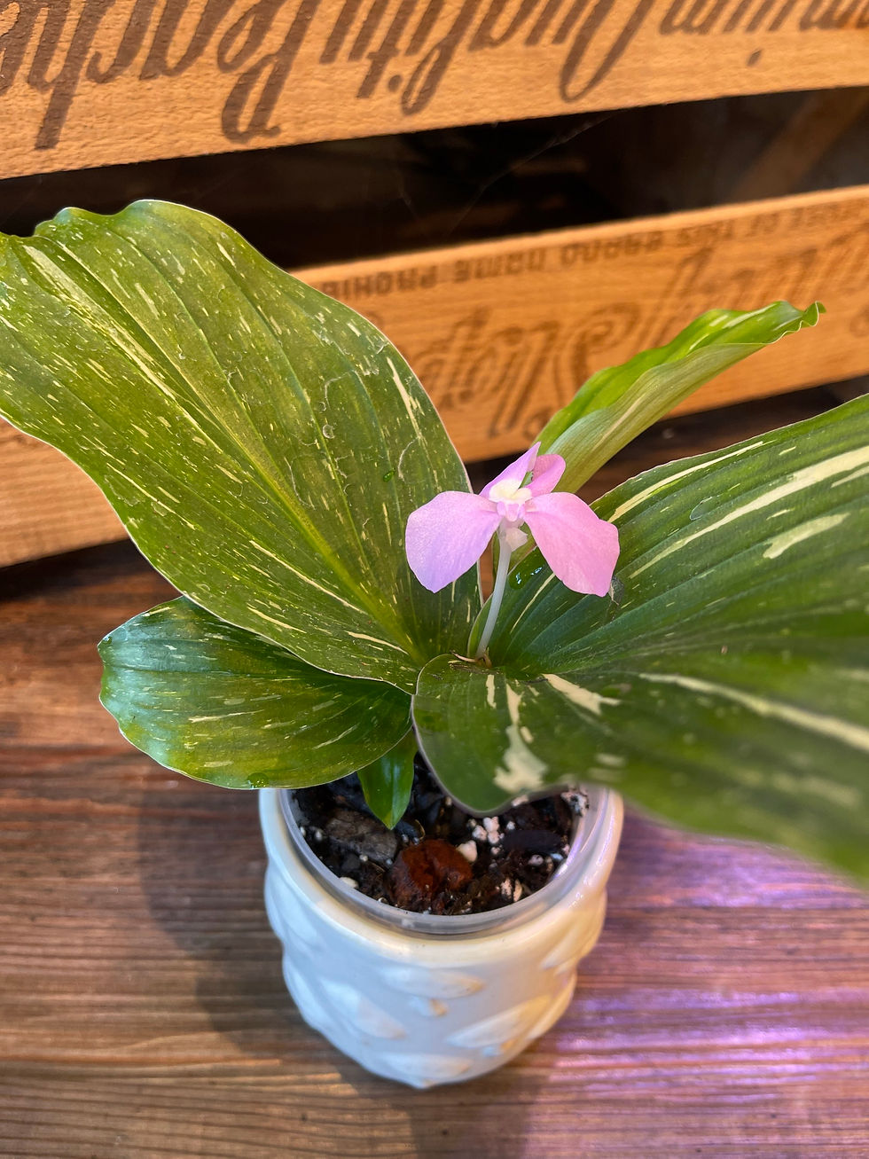 Thumbnail: 4" Kaempferia Aurea Variegated