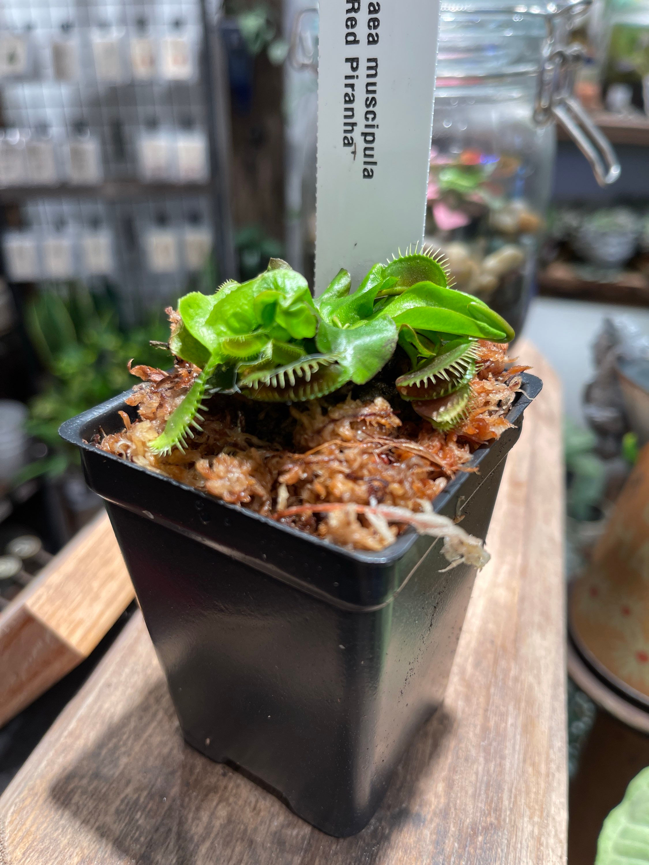 Dionaea Muscipula "Red Piranha"
