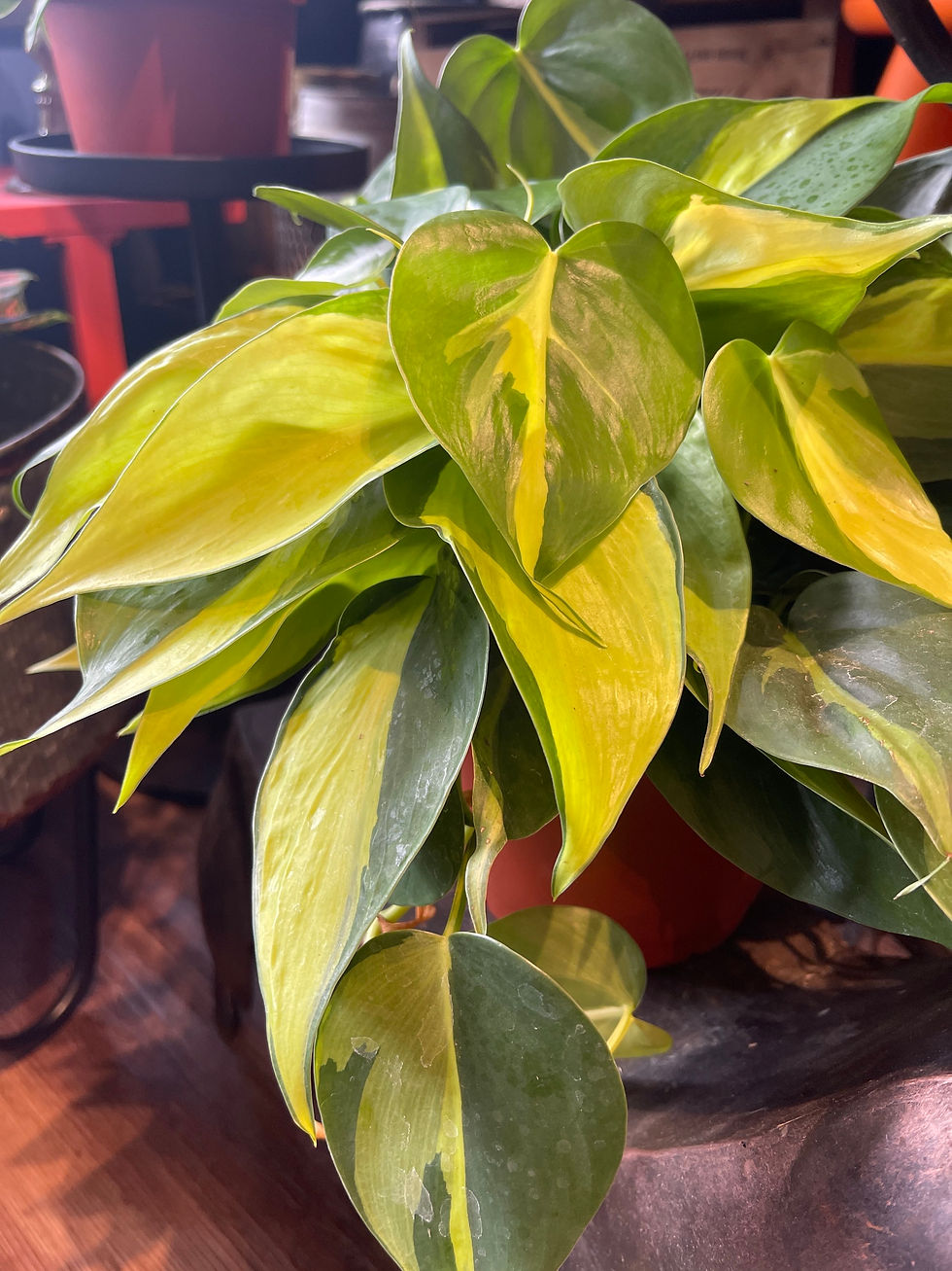 Thumbnail: 6" Philodendron Brasil