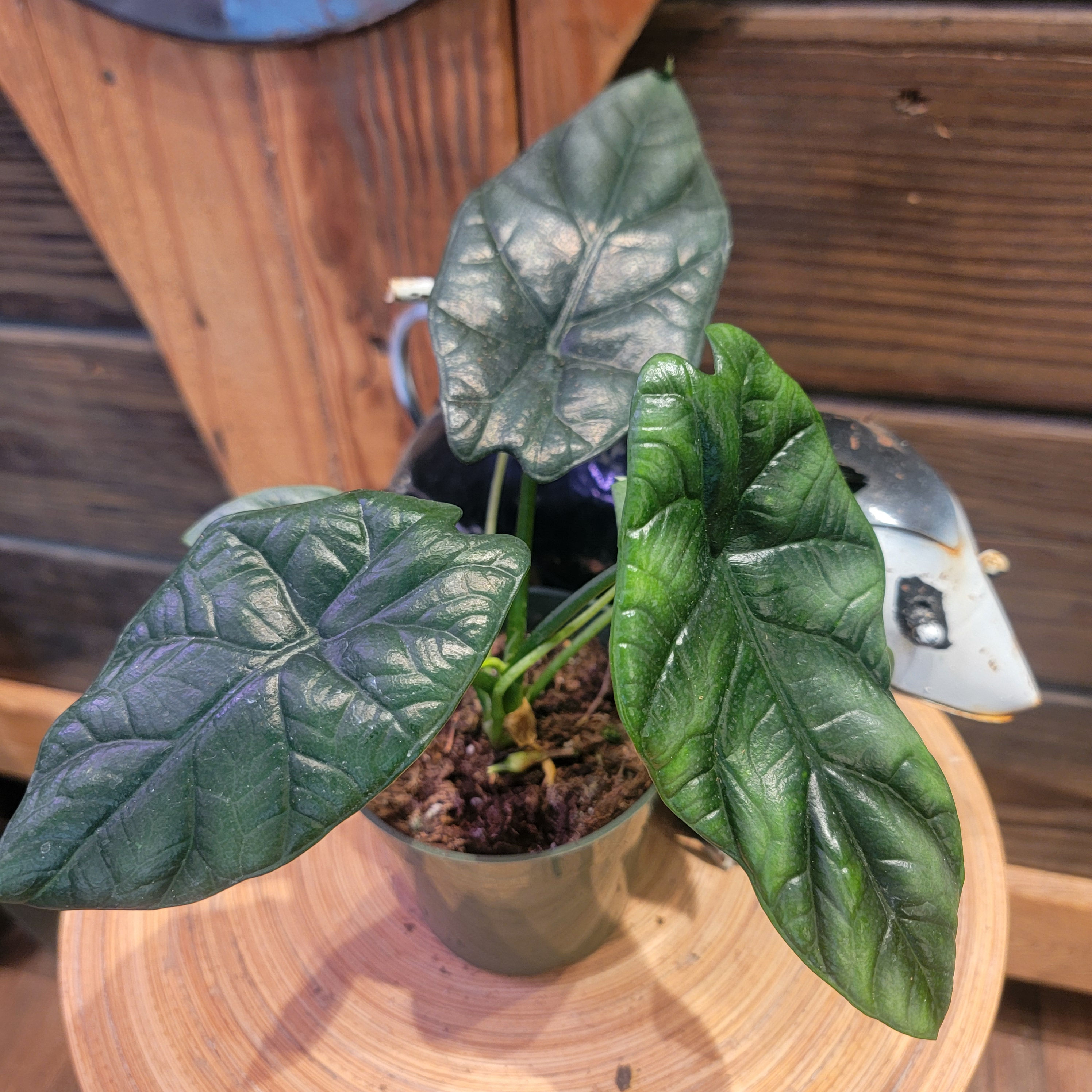 4" Alocasia Sinuata "Quilted Dream"