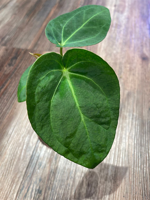 3" Anthurium Forgetii X Crystallinum | Bulbs Deep