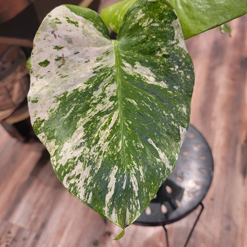 Thumbnail: Monstera "White Monster"