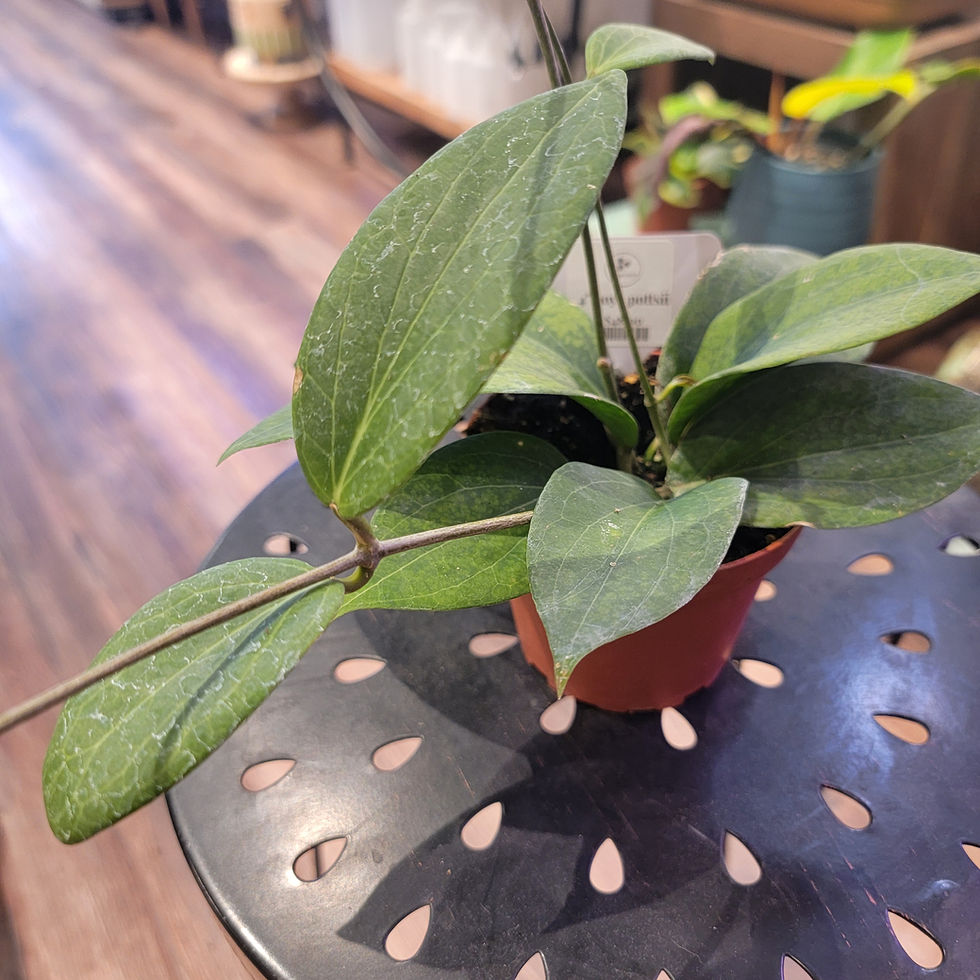 Thumbnail: 4" Hoya Pottsii
