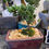 Thumbnail: 5" Juniper Bonsai