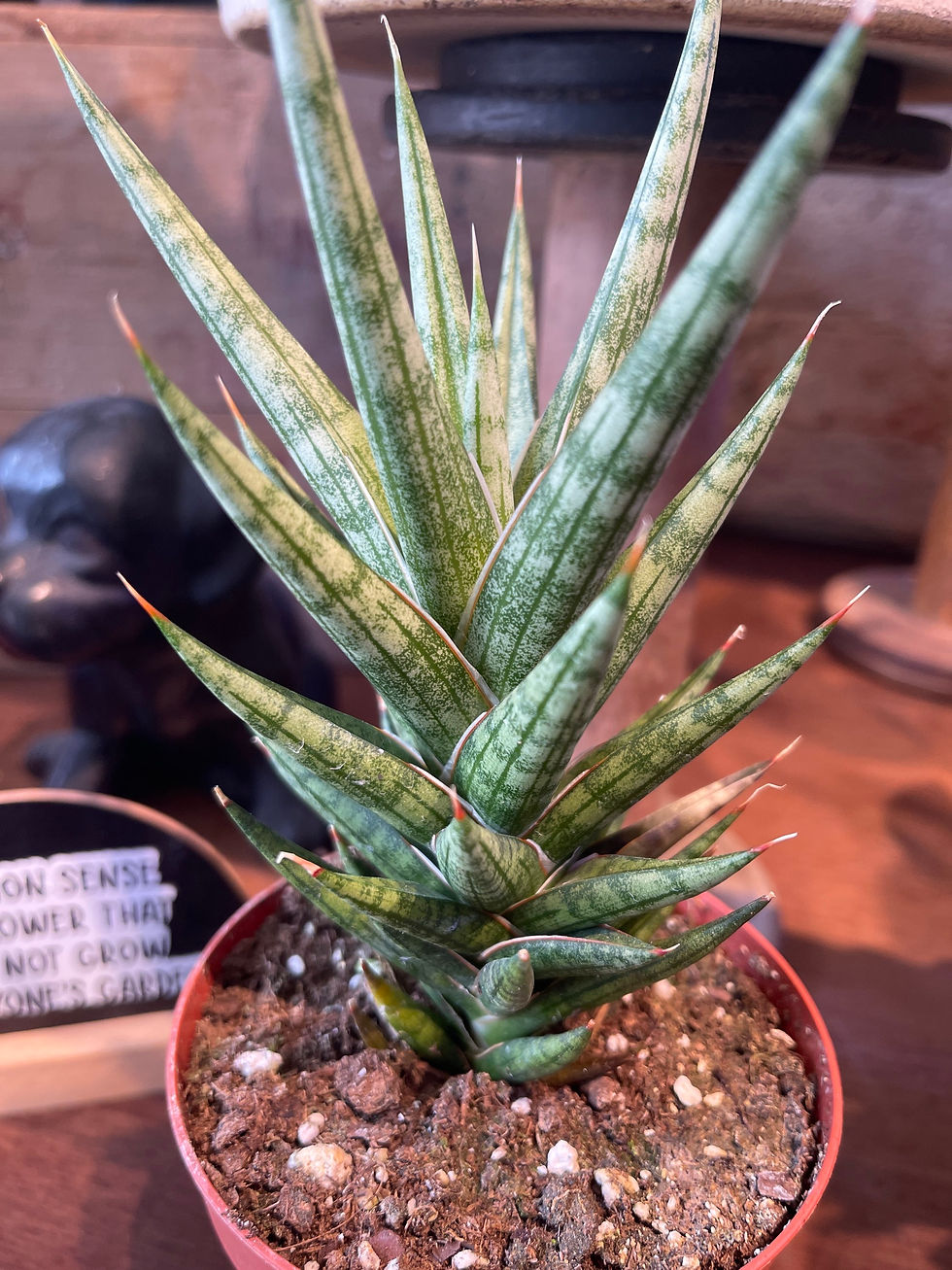 Thumbnail: 4" Sansevieria Francisii