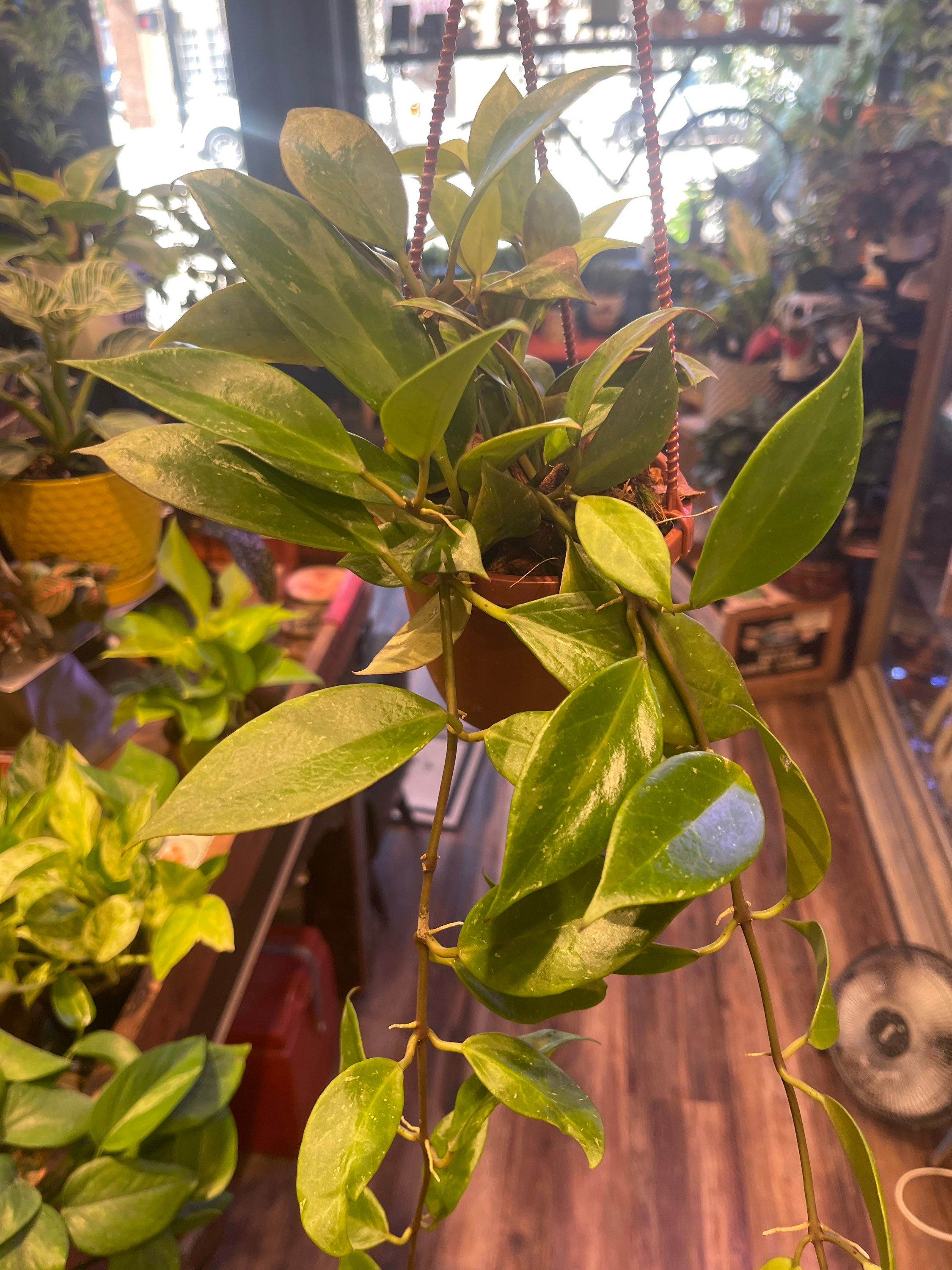 HB 4" Hoya Sunrise