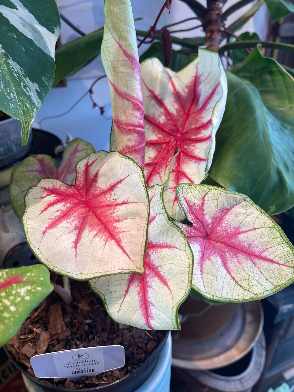 Thumbnail: 6" Caladium "White Queen"