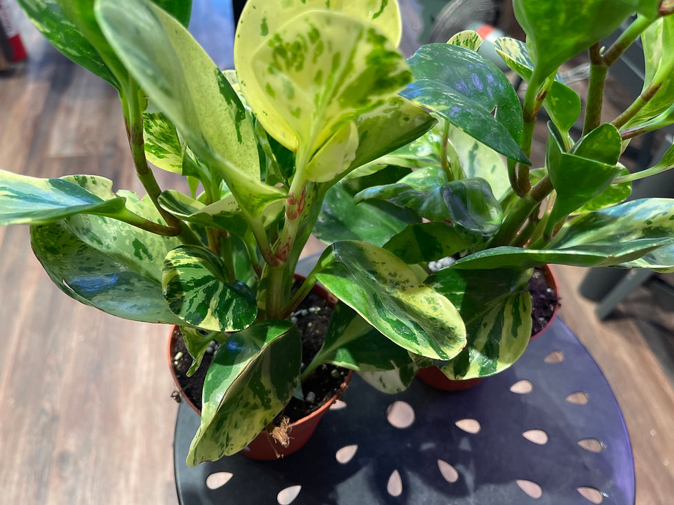 Thumbnail: 4" Peperomia Obtusifolia "Marble"