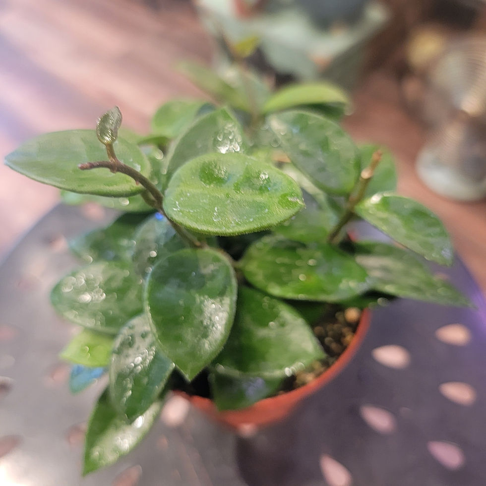 Thumbnail: 4" Hoya c.v. Chouke