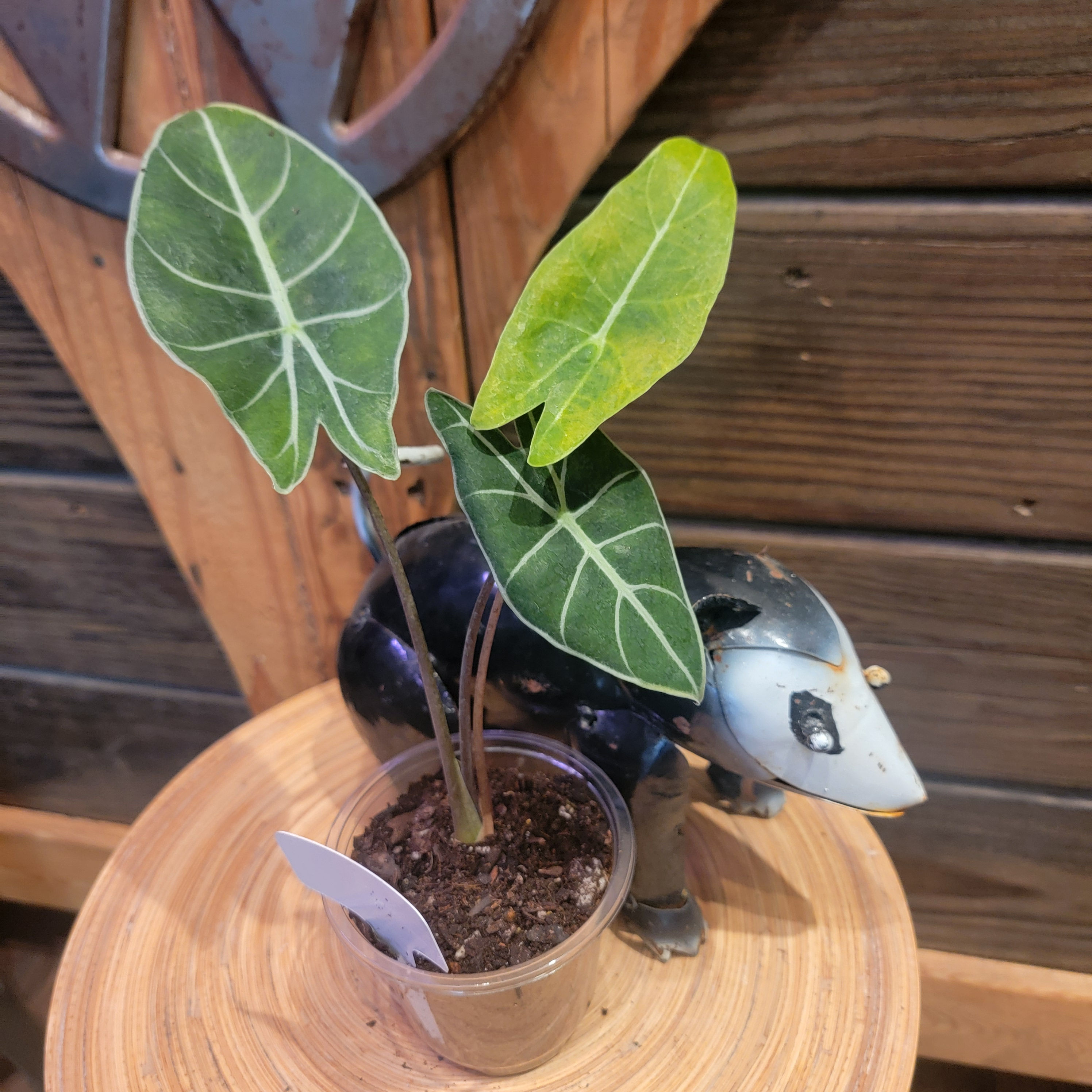 4" Alocasia Dragon's Tooth