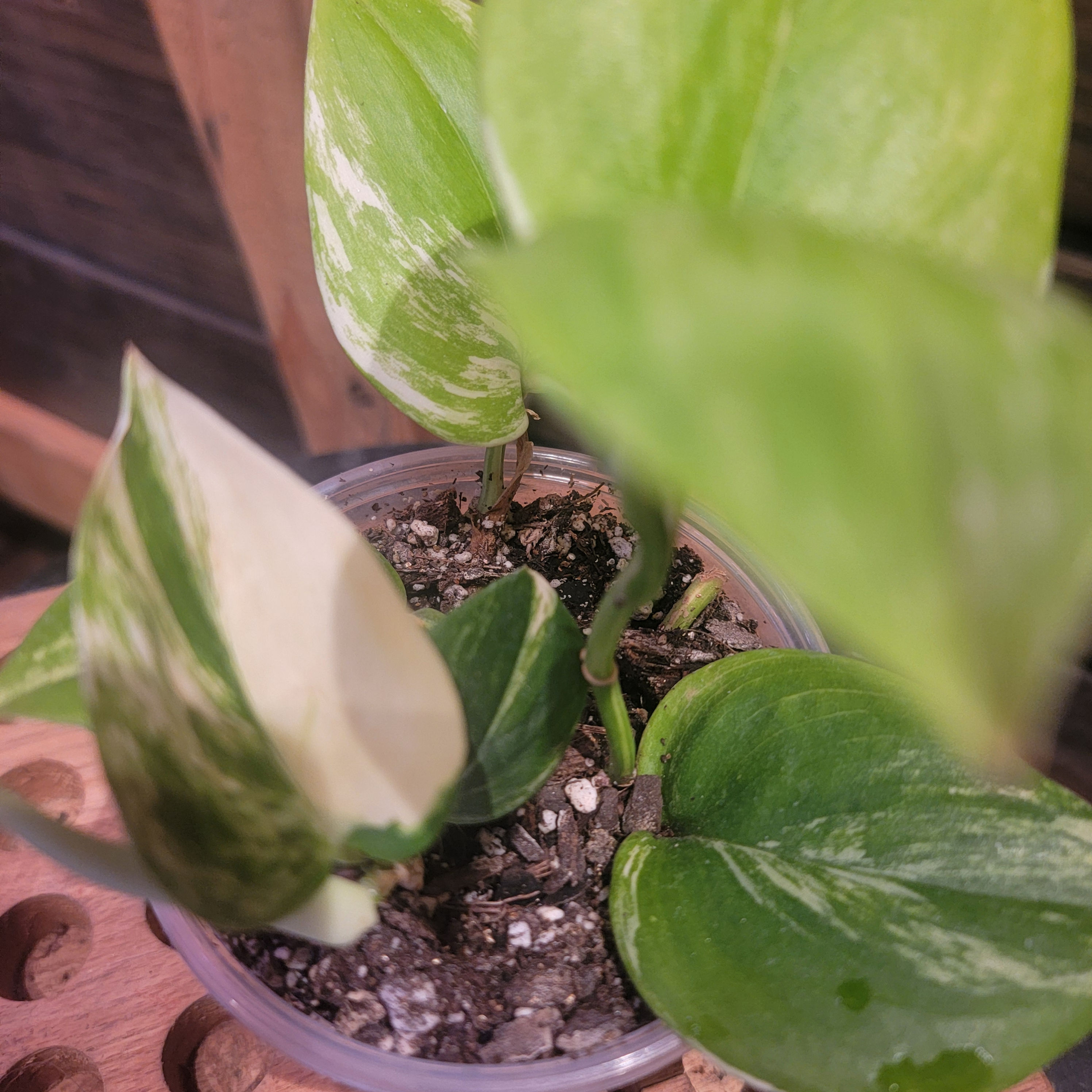 4" Scindapsus Rubicon