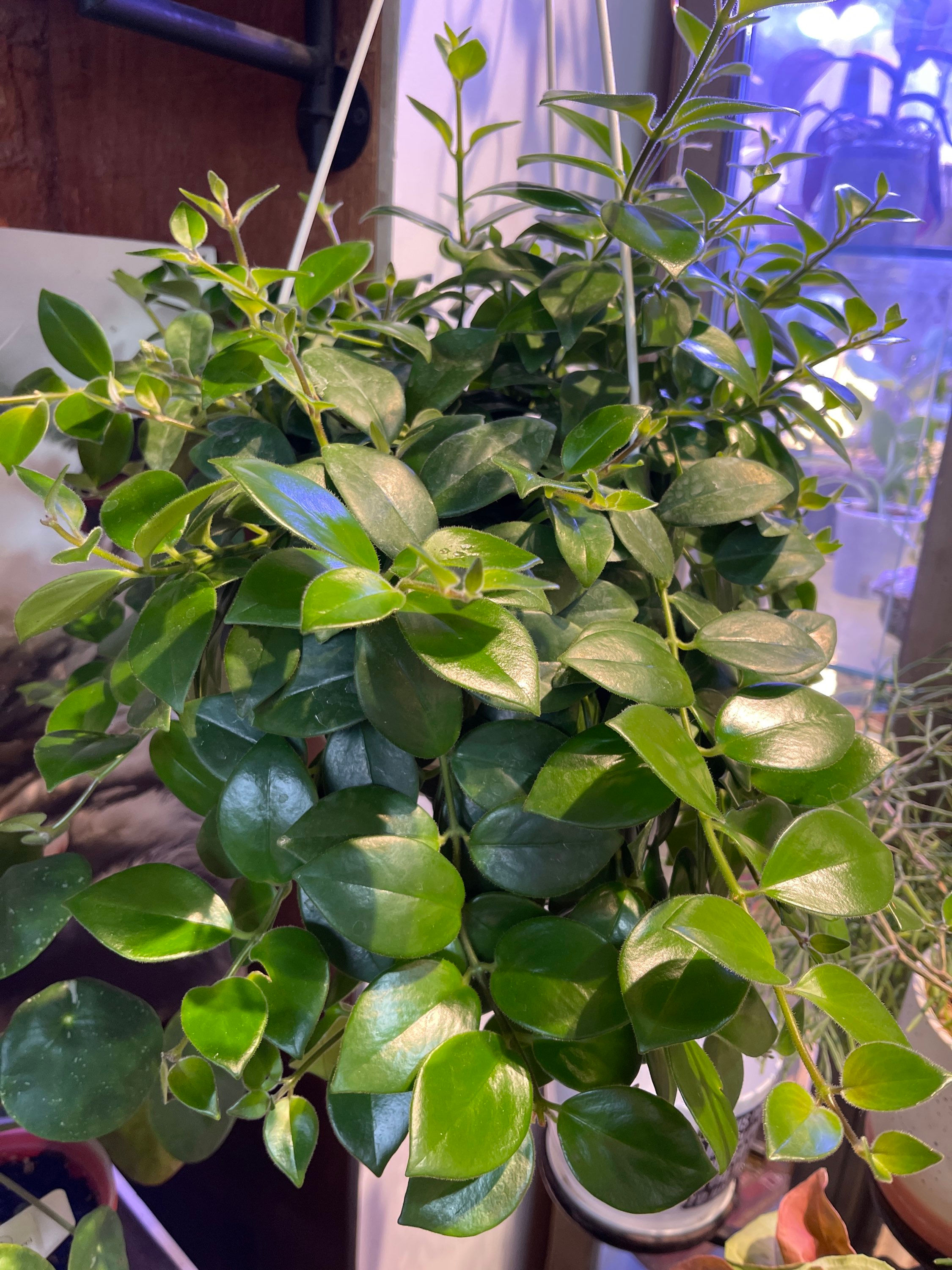 8" Lipstick Curly Rasta HB