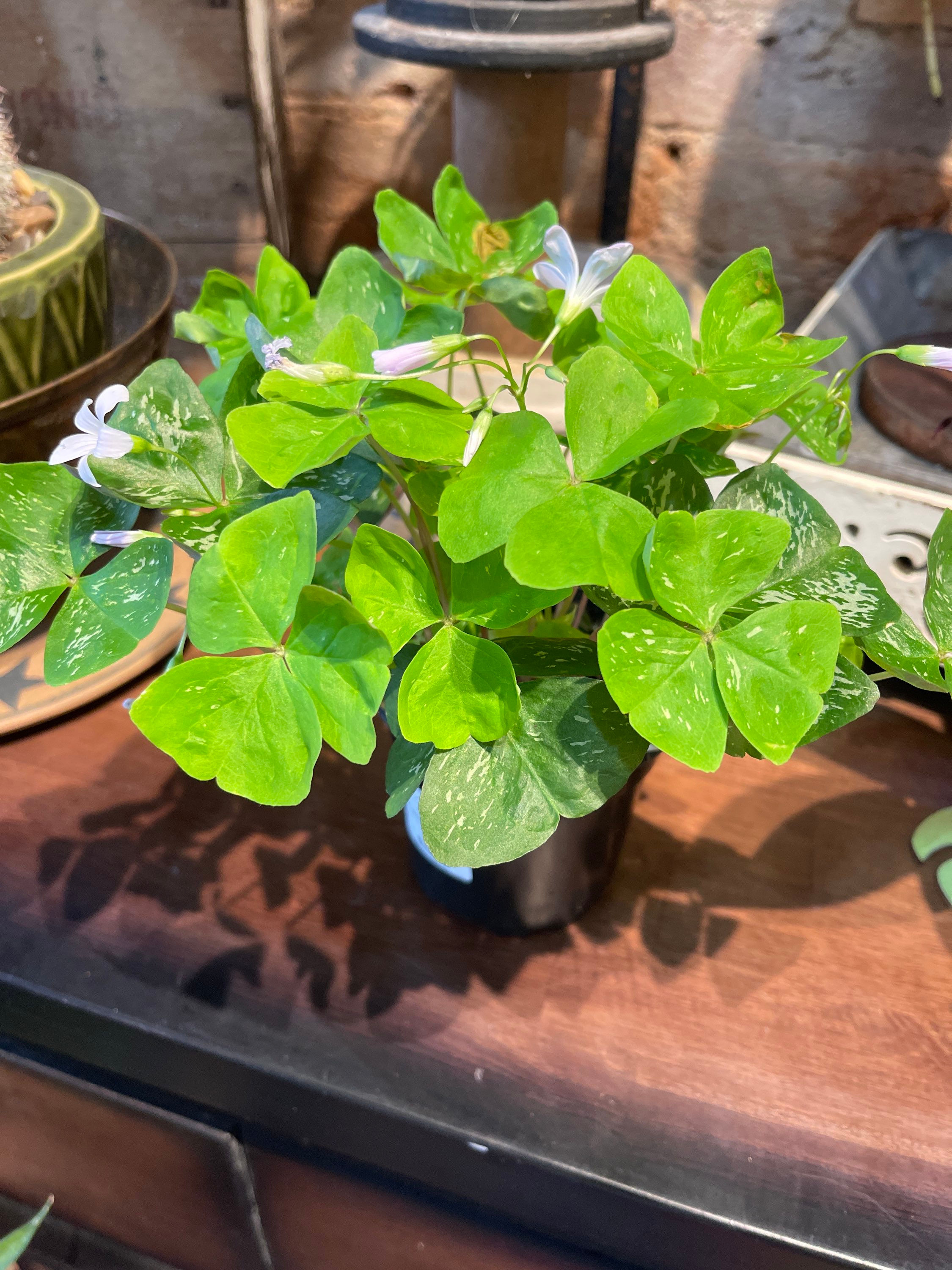 4" Oxalis Mystic Mist