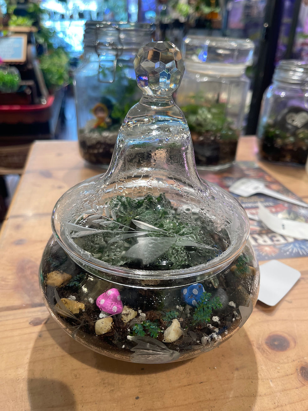 Thumbnail: Small "Candy Dish Mushroom"Terrarium
