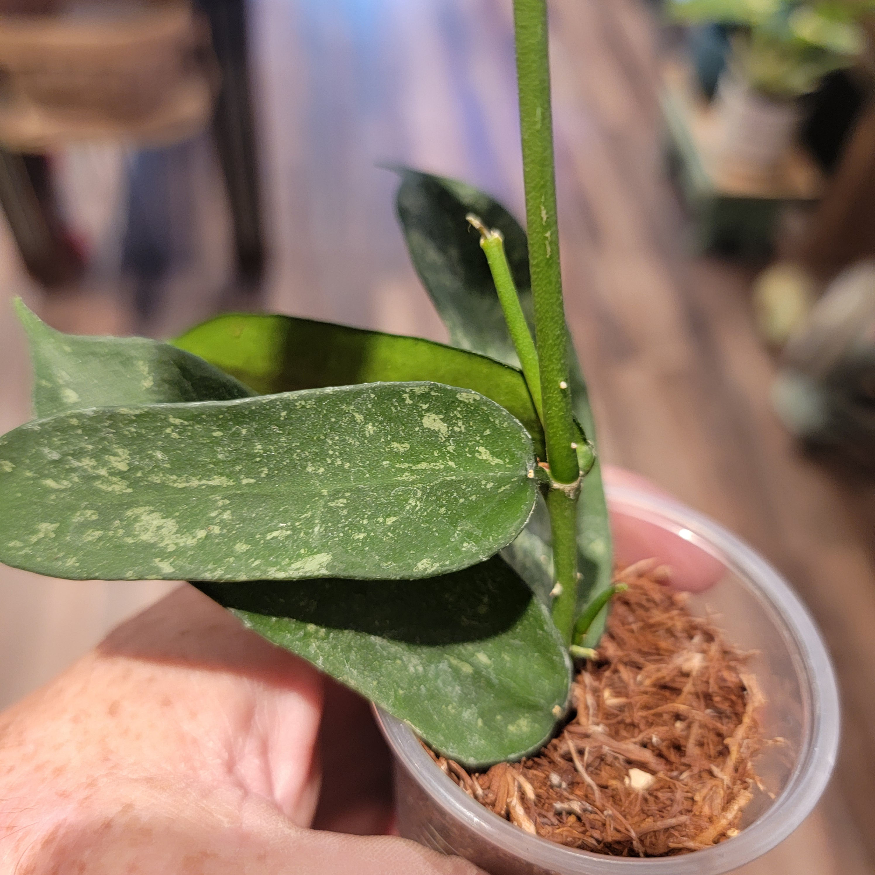 3" Hoya Pandurata Splash Dark Form