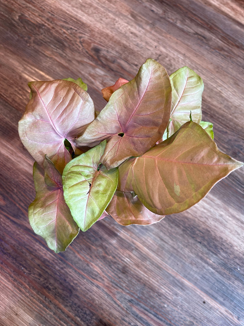 Thumbnail: 4" Syngonium Nephthytis