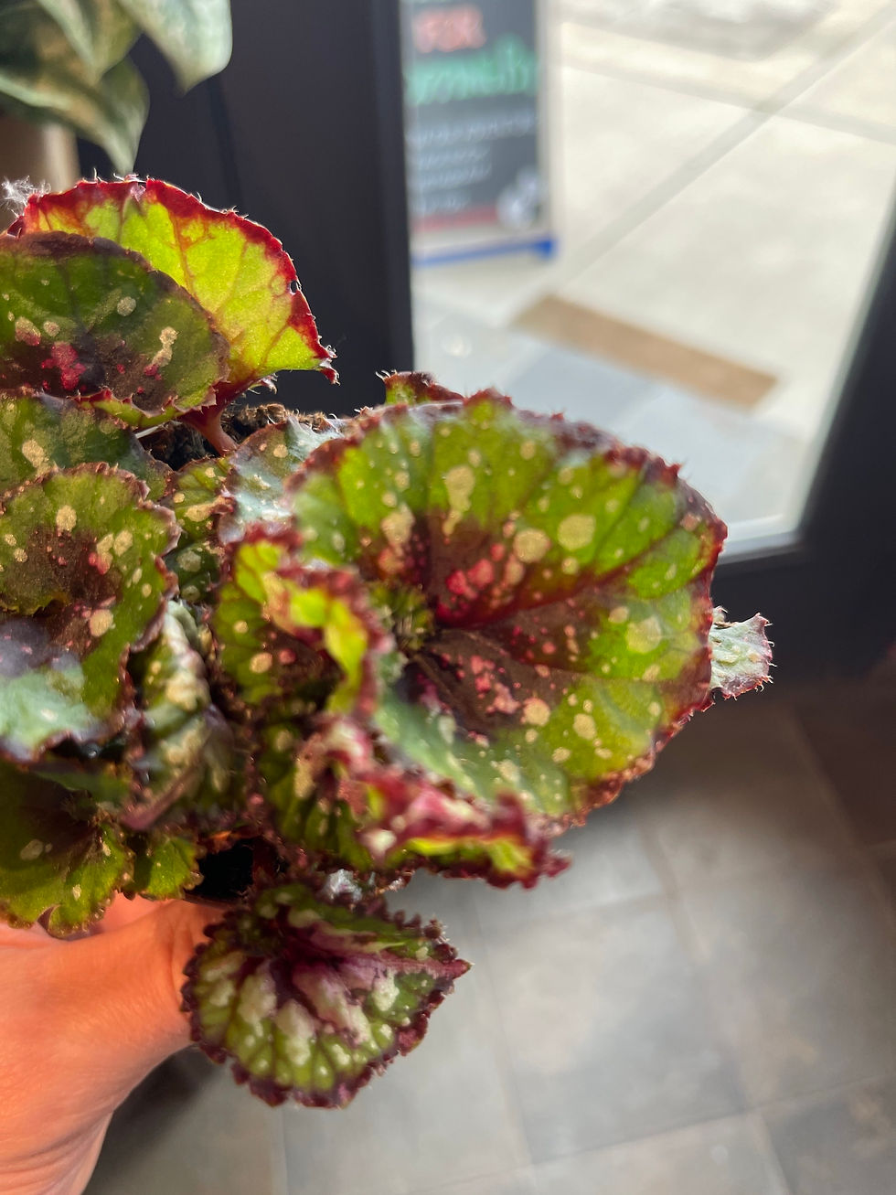 Thumbnail: 3" Rex Begonia
