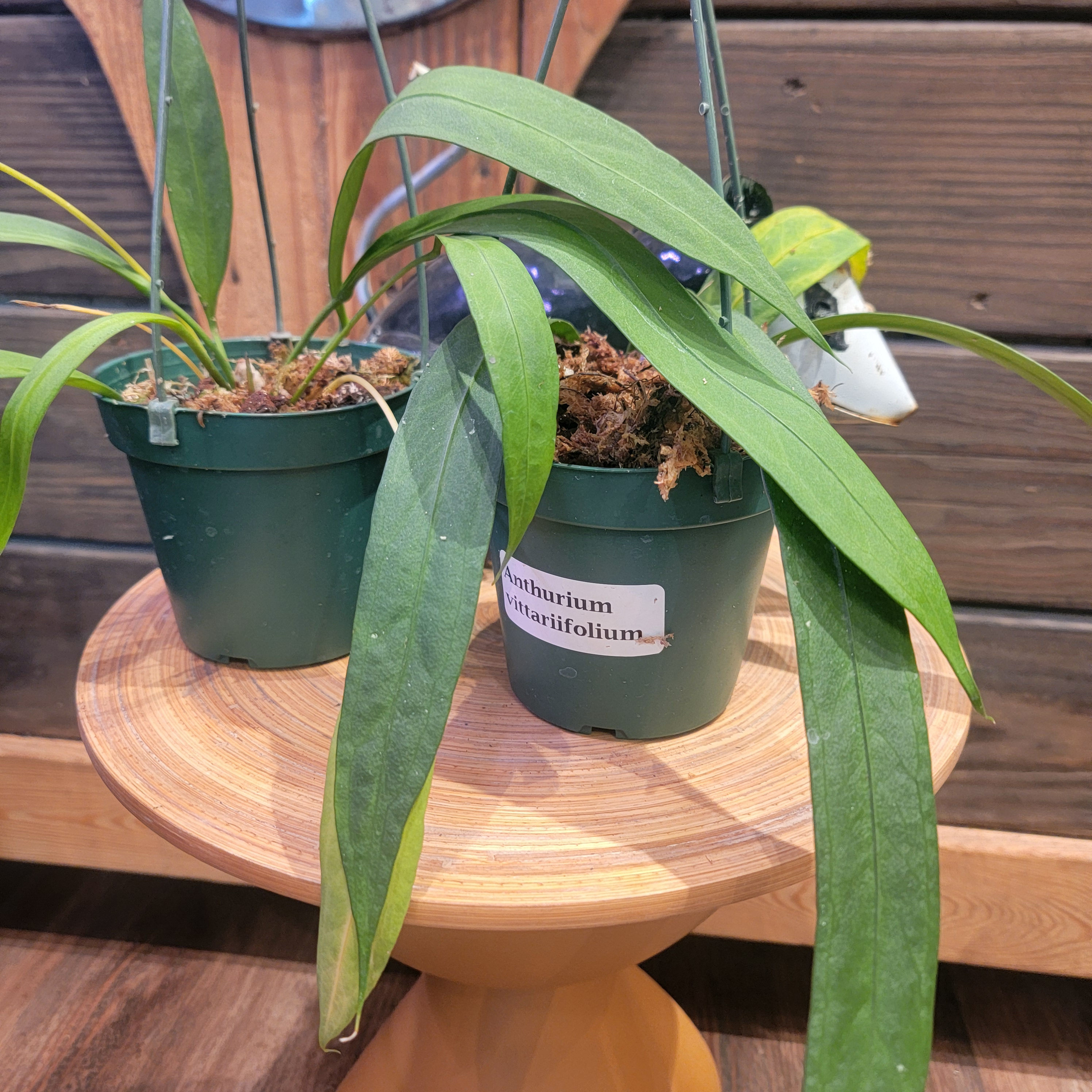 5" Anthurium Vittarifolium HB