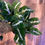 Thumbnail: 6" Syngonium Wendlandi Totem