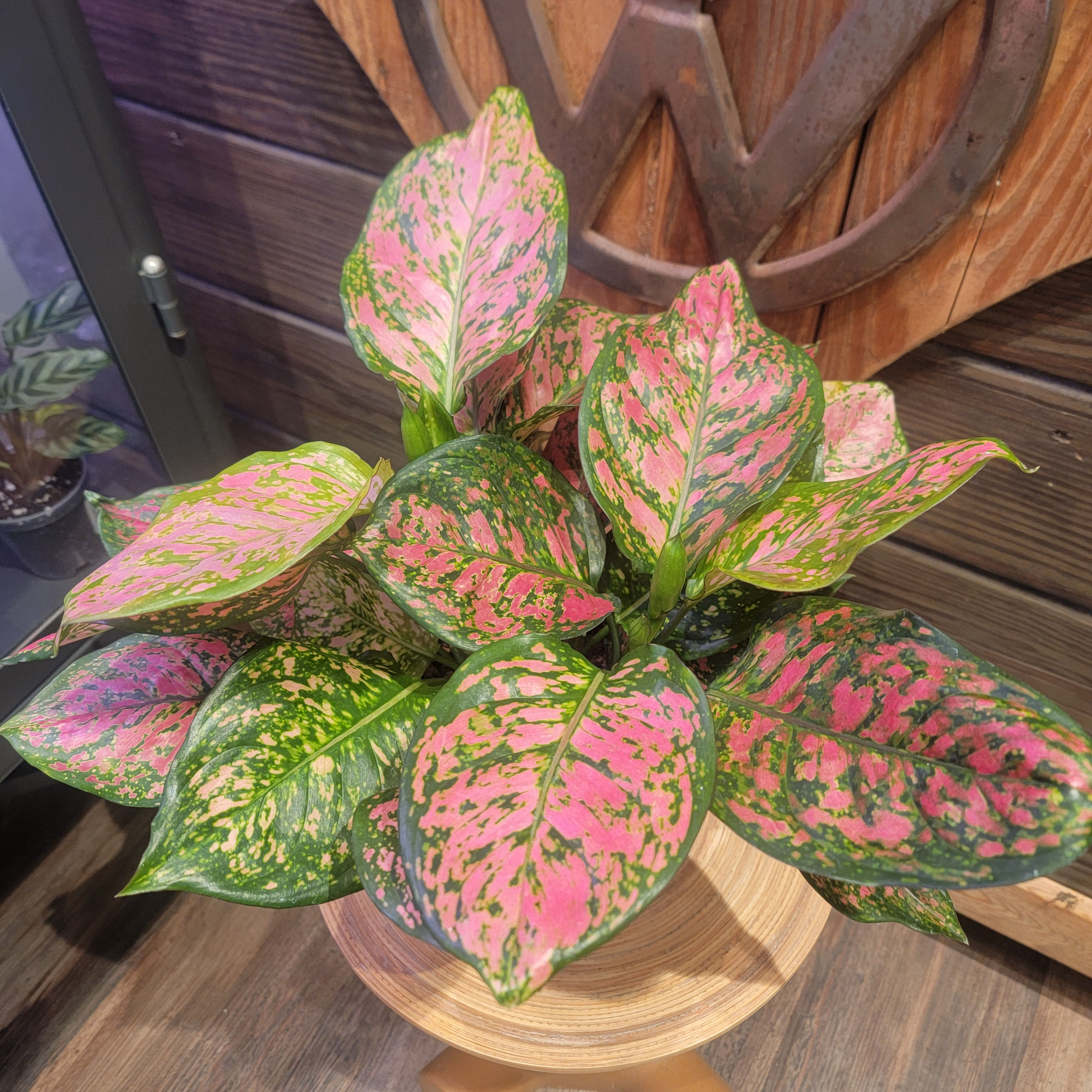 6" Aglaonema Red Valentine