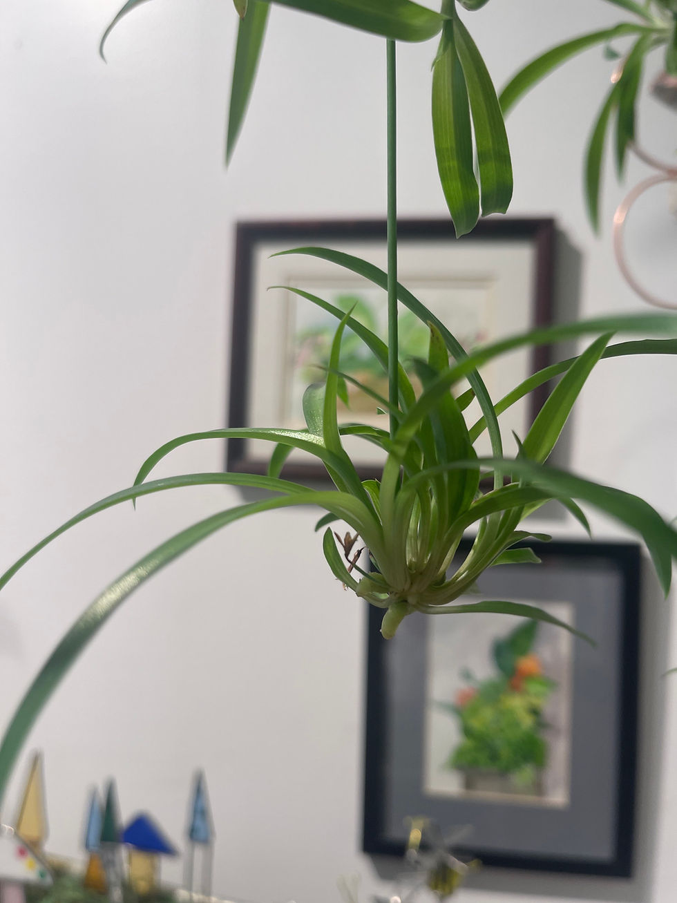 Thumbnail: 10" Reverse Spider Plant HB
