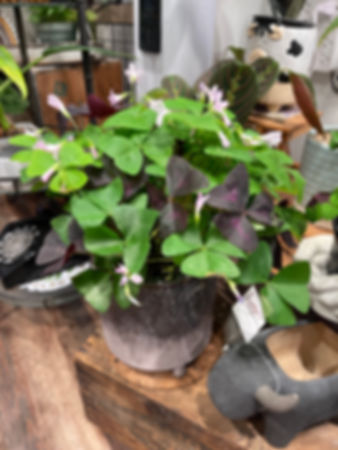 6" Oxalis Shamrock Asst.