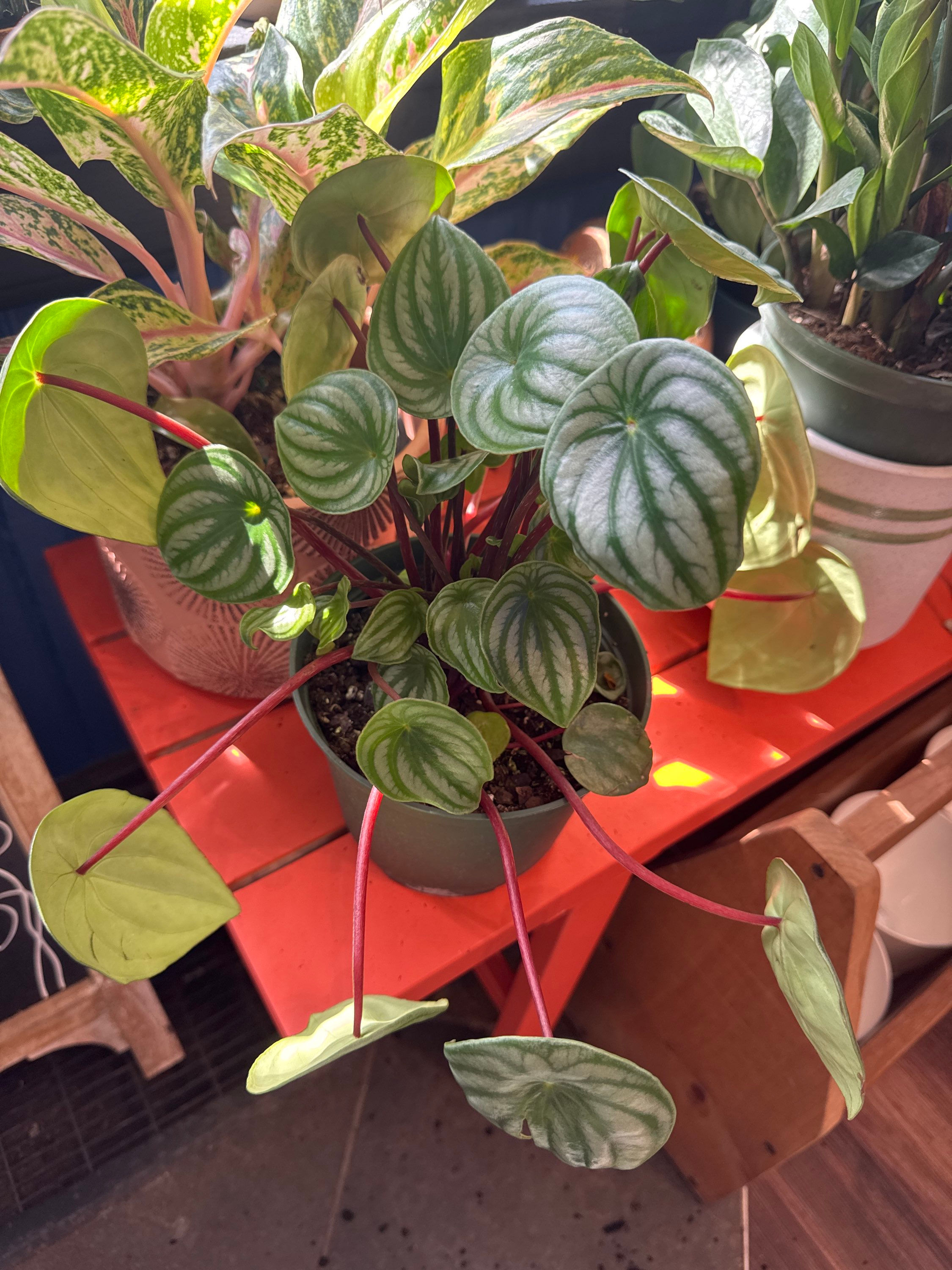 6" Watermelon Peperomia