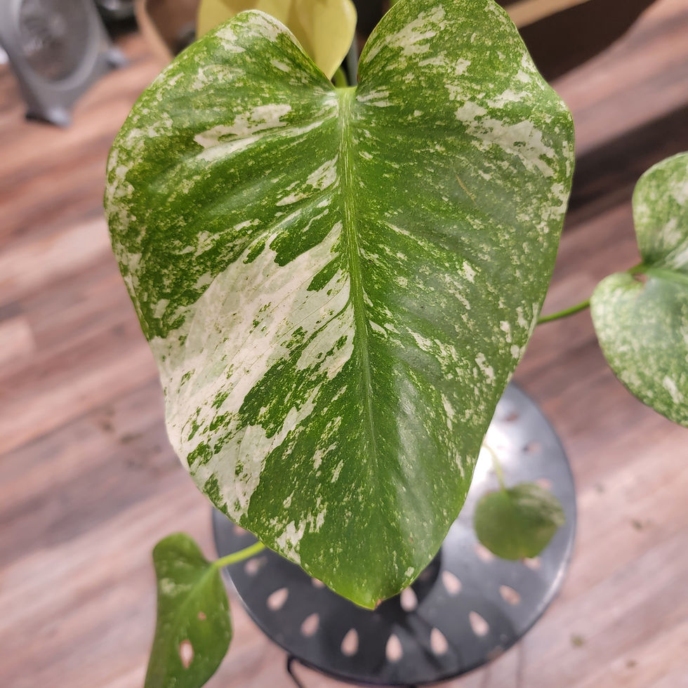 Thumbnail: Monstera "White Monster"