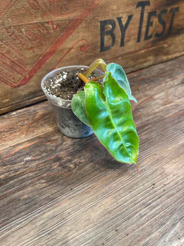 philodendron gloriosum x verrucosum Philodendron verrucosum Amazon Sunset 'Iricolor' main image 0