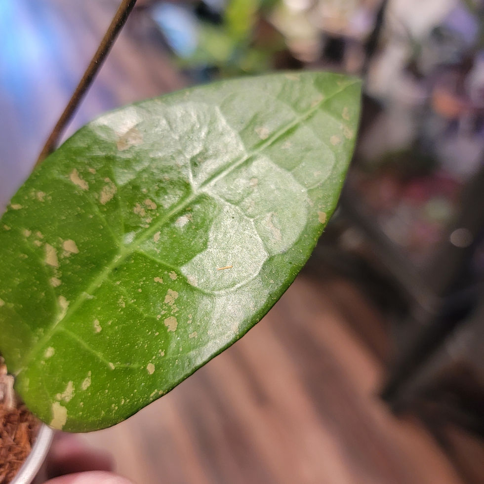 Thumbnail: 3" Hoya Verticillata Bird of Paradise