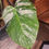 Thumbnail: 6" Monstera Albo