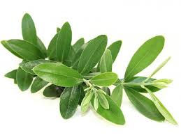 I 21 benefici delle Foglie d'Olivo